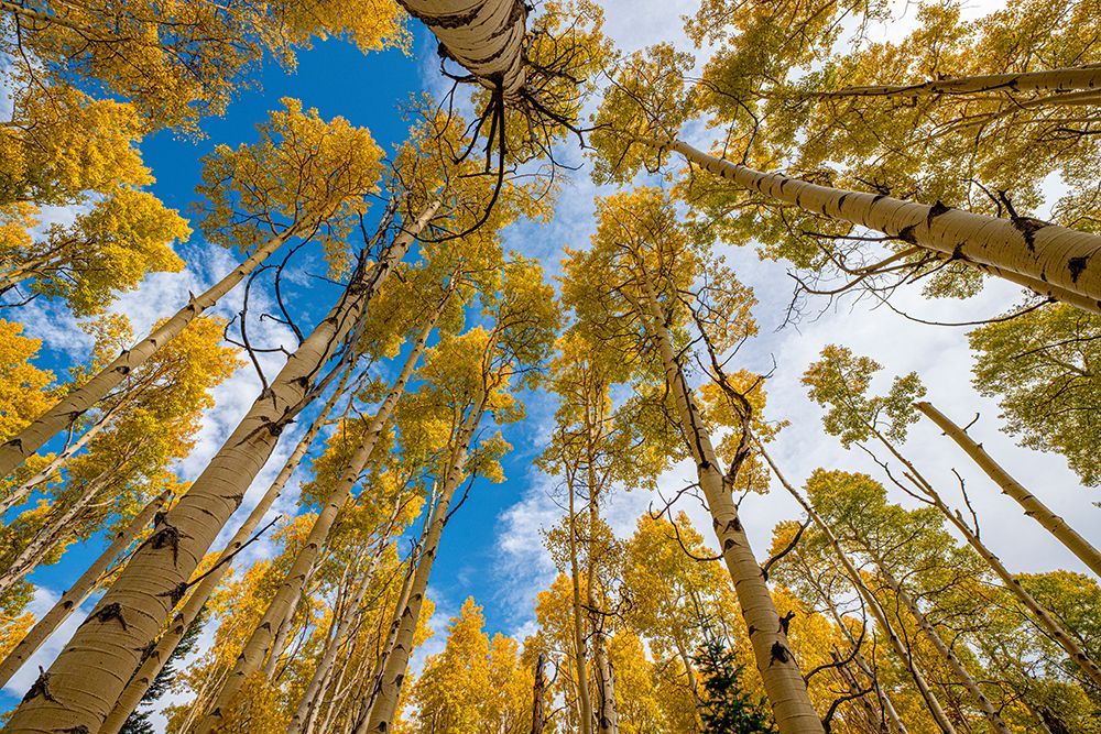 Aspen grove in fall-in the Rockies-Colorado-USA.
